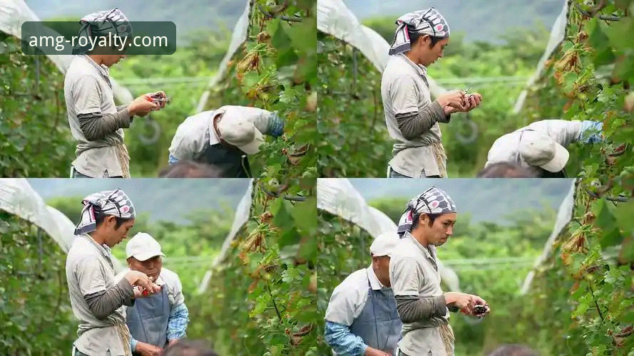 新葡萄怎么下载攻略 新葡萄怎么下载攻略详解
